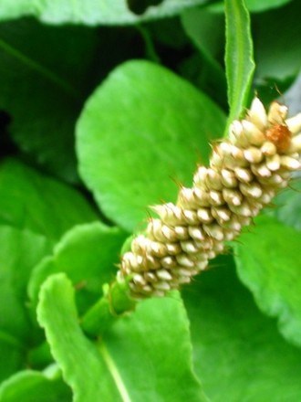 Flower bud on Persicaria effinis