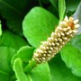 Flower bud on Persicaria effinis