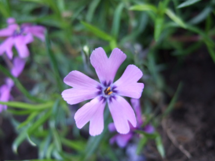 Phlox subulata 'Purple Beauty' (Phlox subulata (Moss Phlox))