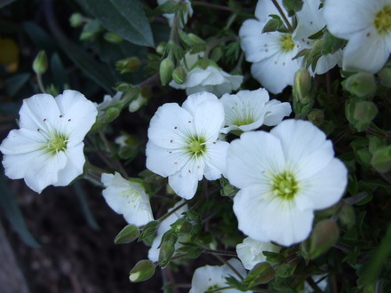 Arenaria montana (Arenaria montana)