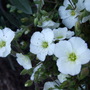 Arenaria montana (Arenaria montana)