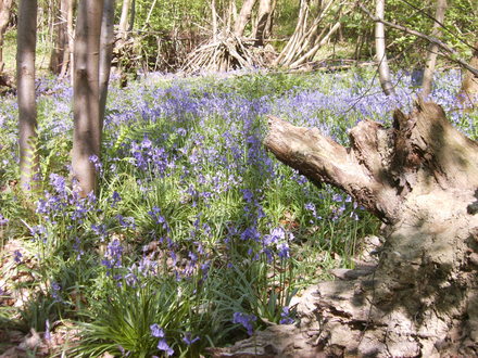 Bluebells (Hyacinthoides non-scripta (Bluebell))