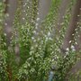 Flowering Heather (Calluna vulgaris)