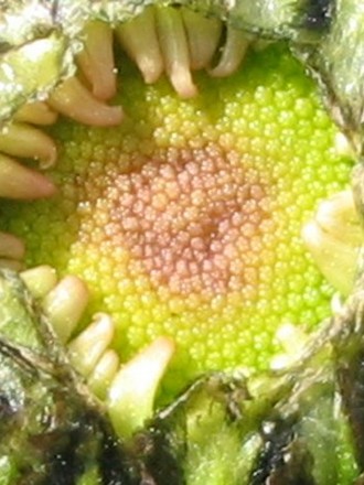 Close up of Painted Daisy bud