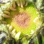 Close up of Painted Daisy bud