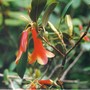 unusual and unknow rhodie (rhododendron)