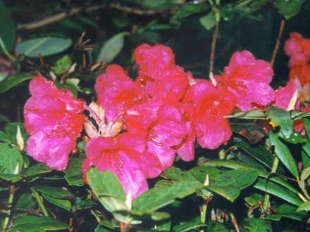 dark pink rhodie (rhododendron)