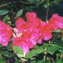 dark pink rhodie (rhododendron)