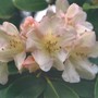 pale pink rhodie (rhododendron)