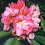 another pink rhodie (rhododendron)