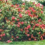 President Roosevelt Rhododendron (rhododendron)