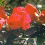 Yet another rhodie (rhododendron)