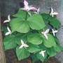 Trillium (trillium ovatum)