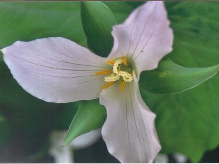trillium up close  (trillium ovatum)