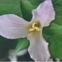 trillium up close  (trillium ovatum)