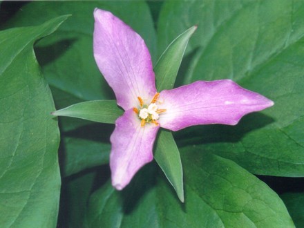 another close up of my trillium (trillium ovatum)
