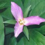 another close up of my trillium (trillium ovatum)