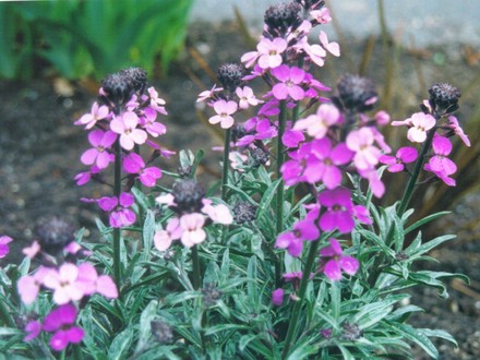 wallflower 'Bowles Mauve' (erysimum)
