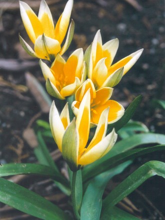 yellow miniature tulips (tulip hybrids)
