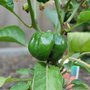 Pepper