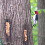 Red-headed_wp_pbutter_5-06-08_fullvw_med
