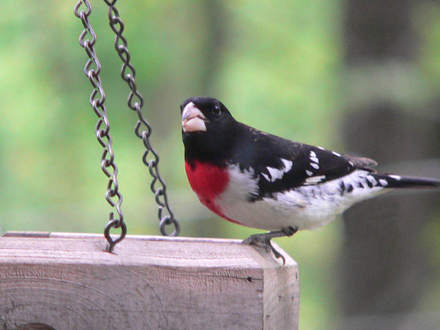 Rose-breasted Grosbeak Male