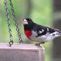 Rose-breasted Grosbeak Male