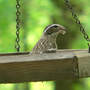 Rose-breasted_grosbeak_female_5-06-08_sm