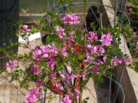 A garden flower photo