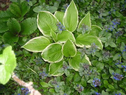 ajuga and hosta (Ajuga)