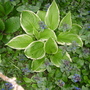 ajuga and hosta (Ajuga)