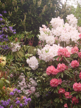 more rhodies (rhododendron)