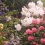 more rhodies (rhododendron)