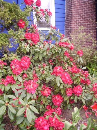 front garden rhodie (rhododendron)