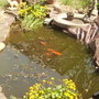 Goldfish basking in Vistabile Pond 05.08