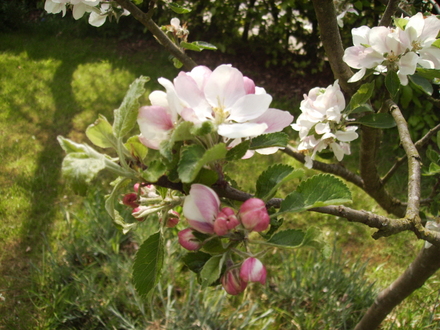 Family Apple Tree in Full Blossom 05.08 (Malus domestica (Vistabile))