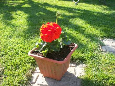 geranium