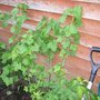 4th_may_2008_016