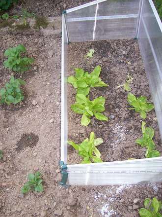veg