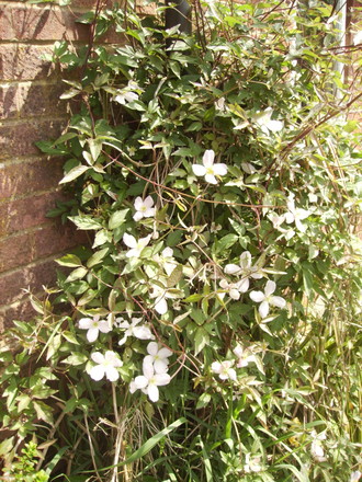 Clematis montana.in flower 05.08 (Clematis montana  (Vistabile))