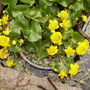 Marsh Marigold / Kingcup [Caltha palustris.] 04.08 (Caltha palustris plena (Vistabile))