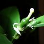 baby lemon (Citrus limon (Lemon))