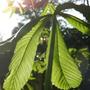 young horse chestnut leaf