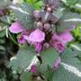 dead nettle (lamium)