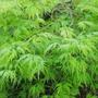 Copy_of_garden_025