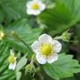 alpine strawberries