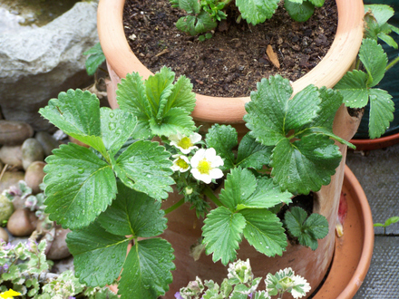 Strawbs.jpg