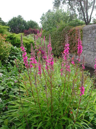 Loosestrife (Lythrum salicaria)