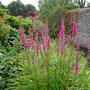 Lythrum salicaria