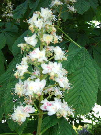 Horse Chestnut blossom (Aesculus hippocastanum)